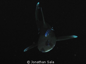 Oceanic White Typ Shark - Charcharinus Longimanus
I love... by Jonathan Sala 